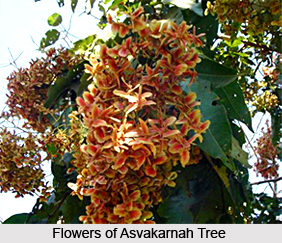 Asvakarnah, Indian Medicinal Plant
