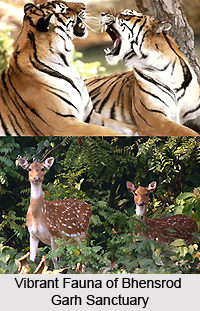 Bhensrod Garh Sanctuary, Chittorgarh District, Rajasthan