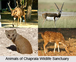 Chaprala Wildlife Sanctuary, Gadchiroli District, Maharashtra