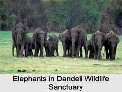 Dandeli Wild life Sanctuary, Uttara Kannada District, Karnataka