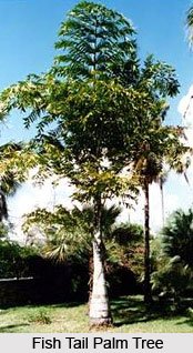 Fish Tail Palm Tree , Indian Trees