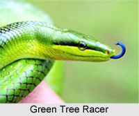 Flora and Fauna in Meghalaya