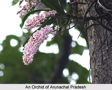 Flora of Arunachal Pradesh