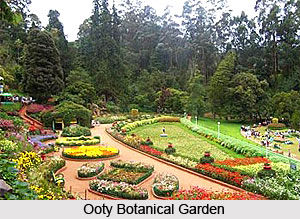 Government Botanical Gardens, Udagamandalam, Tamil Nadu