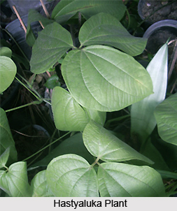 Hastyaluka, Indian Medicinal Plant