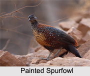 Indian Spurfowls