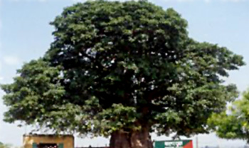 Kalpa Vriksha