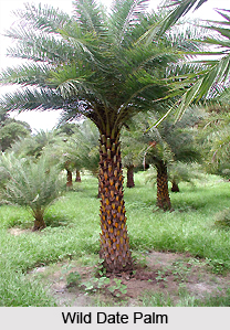 Kharjuri, Wild Date Palm, Indian Medicinal Plants