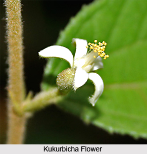 Kukurbicha, Indian Medicinal Plant