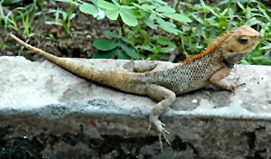 Lizard Chirping - Indian Belief