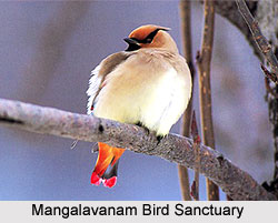 Mangalavanam Bird Sanctuary, Kerala