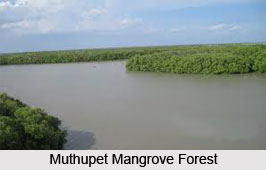 Muthupet Mangrove Forest