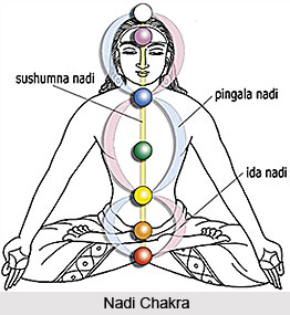 Nadi Chakra, Agni Purana