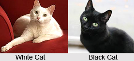 Omens Related to a Cat