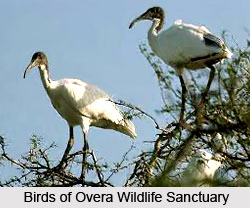 Overa Wildlife Sanctuary, Pahalgram District, Jammu and Kashmir