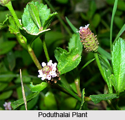 Poduthalai, Indian Medicinal Plant