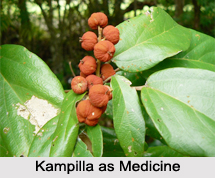 Use of Kampilla as Medicines, Classification of Medicine
