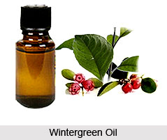 Wintergreen Oil