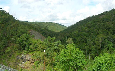 Flora and fauna in Andaman and Nicobar Islands