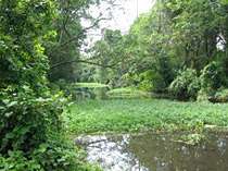 Kerala -Flora And Fauna