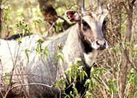 Dhekiajuli, Assam Orang National Park