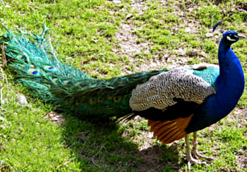 peacock