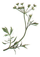 Aniseed Plant