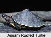 Assam Roofed Turtle, Indian Reptile