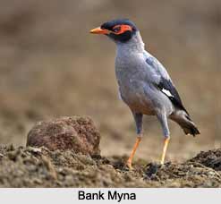 Bank Myna, Indian Bird