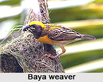 Baya Weaver, Indian Bird