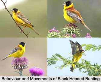 Black-Headed Bunting, Indian Bird