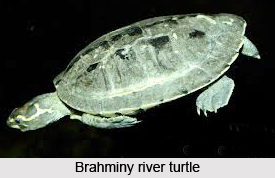 Brahminy River Turtle, Indian Reptile