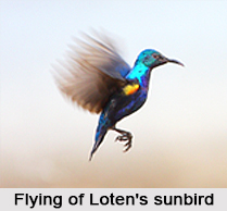 Loten's Sunbird, Indian Bird