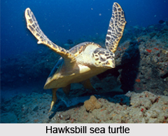Hawksbill Sea Turtle, Marine Species