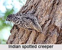 Indian Spotted Creeper, Indian Bird