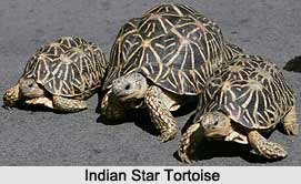 Indian Star Tortoise, Indian Reptile