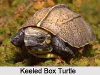 Keeled Box Turtle, Indian Reptile