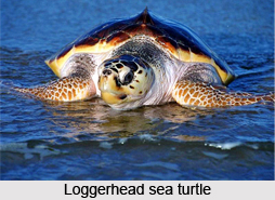 Loggerhead Sea Turtle, Marine Species