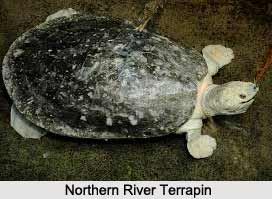 Northern River Terrapin, Indian Reptile