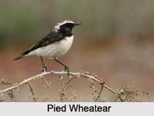 Pied Wheatear, Indian Bird