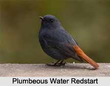 Plumbeous Water Redstart, Indian Bird