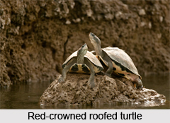Red-Crowned Roofed Turtle, Indian Reptile