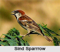Sind Sparrow, Indian Bird