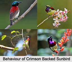 Crimson-Backed Sunbird, Indian Bird