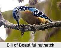 Beautiful Nuthatch, Indian Bird