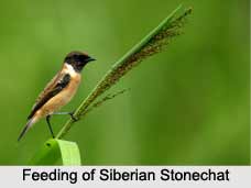 Siberian Stonechat, Indian Bird