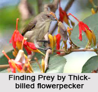Thick-Billed Flowerpecker, Indian Bird