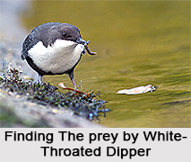 White-Throated Dipper, Indian bird