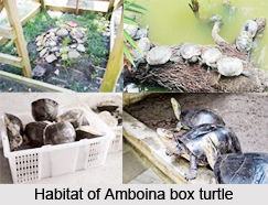 Amboina Box Turtle, Indian Reptile