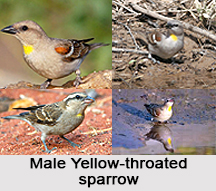 Yellow-Throated Sparrow, Indian Bird